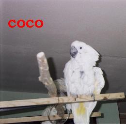 coco 01 2002.jpg