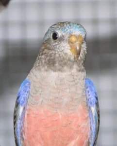 Jungvogel rot-grün-blau Kopf.JPG