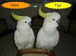 Dana und Figo Neu Neu.jpg