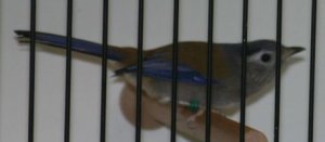 B11blauflügelsonnenvogel02.jpg