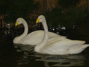 Whooper Swan.JPG