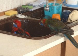 Vögel baden.jpg
