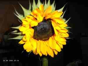 Sonnenblumen 023.jpg