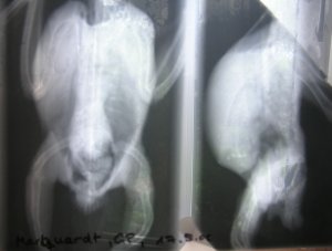 O-Röntgen.jpg