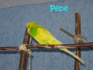 pepe.JPG