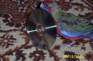 rocco mit cd.jpg