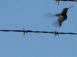 Kolibri fliegt.jpg