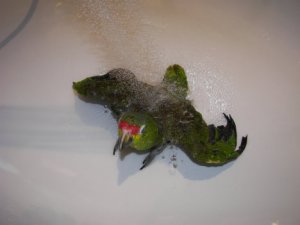 coco beim duschen012.jpg