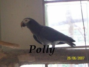 polly3.JPG