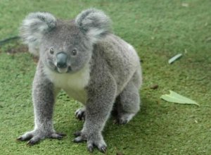 Koala auf Wiese.jpg