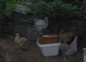 Hühner 002.jpg