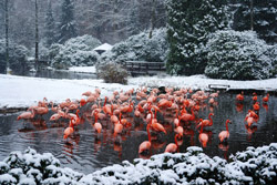 Flamingos-im-Schnee.jpg