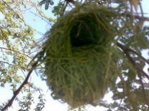 Nest vom Dorfweber klein.jpg