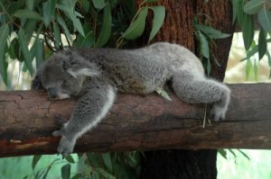 Koala beim Mittagsschlaf.jpg