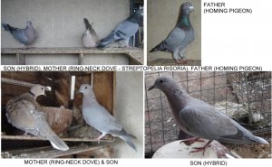 hybrid-pigeons1.jpg