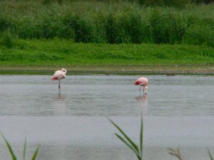 Flamingo 4.jpg