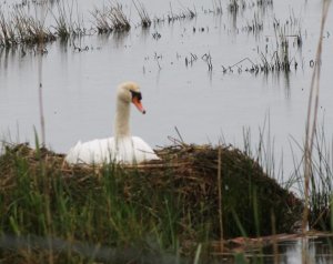 Höckerschwan auf Nest.jpg