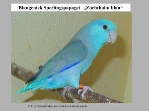 Blaugenick Sperlingspapagei blau 2.jpg