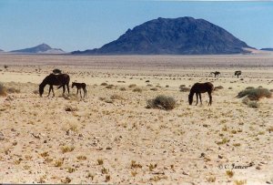 Wildpferde in der Namib.jpg