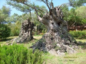 Uralte_Olivenbäume - Sardinien.jpg