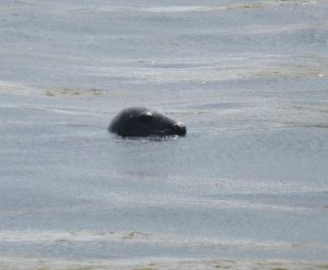 Seehund Scilly-Inseln.jpg