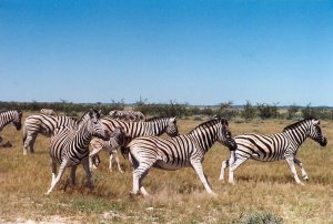 Zebras - immer fluchtbereit.jpg