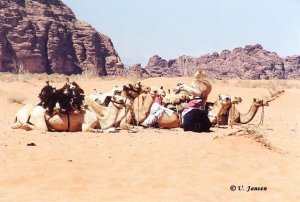 Beduinen mit ihren Dromedaren.jpg