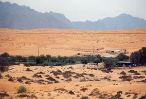 Leben in der Wüste.jpg
