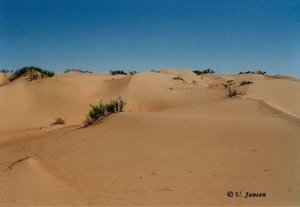 Wüste - Wahiba Sands.jpg