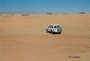 Einsam in der Wüste.jpg