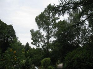 Urweltmammutbaum.jpg