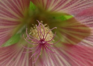 Blütenstempel - Stockrose.jpg