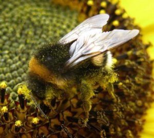 Pollen - Hummel.jpg