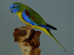 Turquoise Parrot.jpg