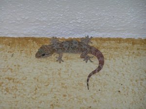 Gecko auf der Lauer.jpg