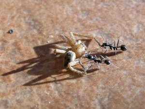 Ameisen überältigen Spinne.jpg