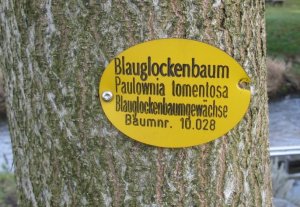 Blauglockenbaum.jpg