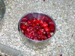 cranberries_klein..jpg