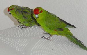 ratbird_and_lucy_014.JPG
