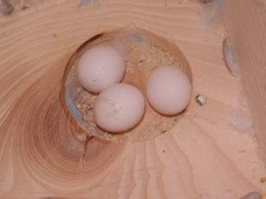Kessis erste Eier (3).jpg