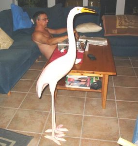 flamingo vor jürgen.jpg