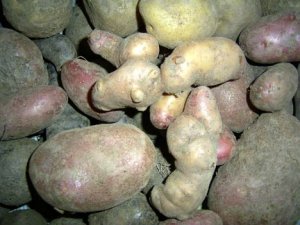 Kartoffeln_02.jpg