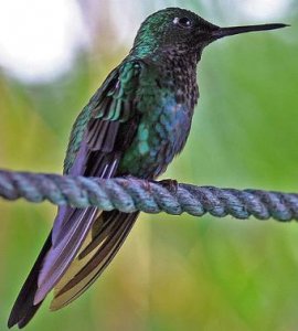 kolibri - costa rica.jpg