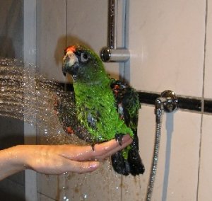 Coco beim Duschen 005.jpg