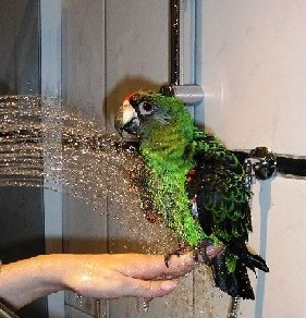 Coco beim Duschen 003.jpg