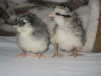 Kopie von chicks of march 26th 028.jpg