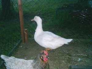 Hühner 067.jpg