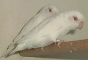 albino.JPG