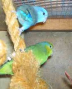 gruenblau parrotlet.jpg