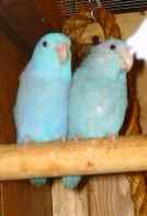 blue parrotlets.jpg